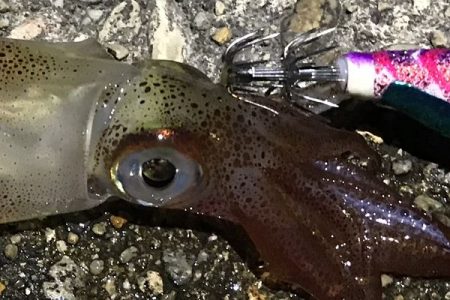 少ないけど、なんとか！